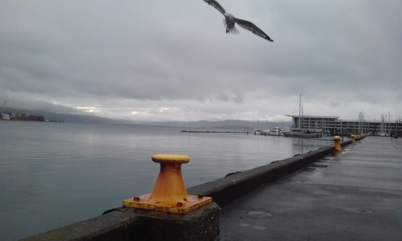 wellington harbour seagull cloudy day yellow bollards